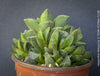 Haworthia retusa, organically grown succulent plants for sale at TOMs FLOWer CLUB