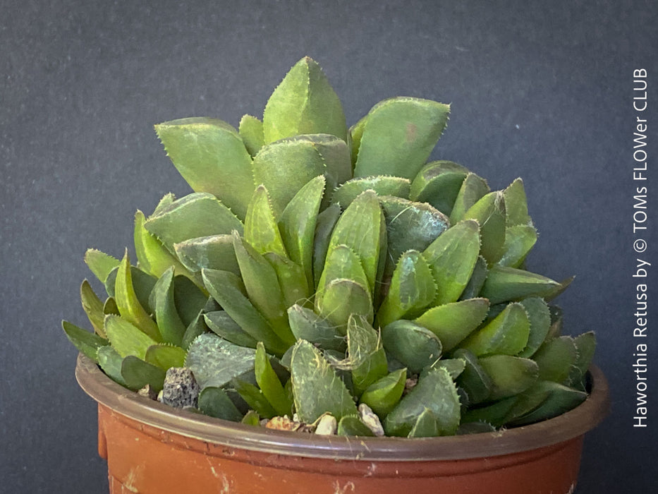 Haworthia retusa, organically grown succulent plants for sale at TOMs FLOWer CLUB