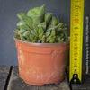 Haworthia retusa, organically grown succulent plants for sale at TOMs FLOWer CLUB