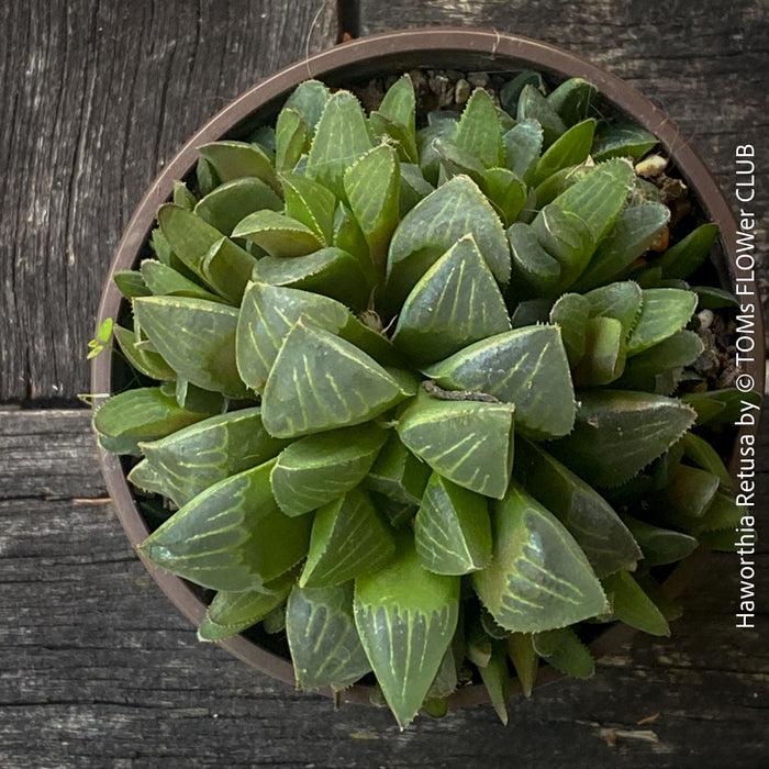 Haworthia retusa, organically grown succulent plants for sale at TOMs FLOWer CLUB