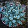 Haworthia Royal Albert Hybride, organically grown low maintenance succulent plants for sale at TOMs FLOWer CLUB.