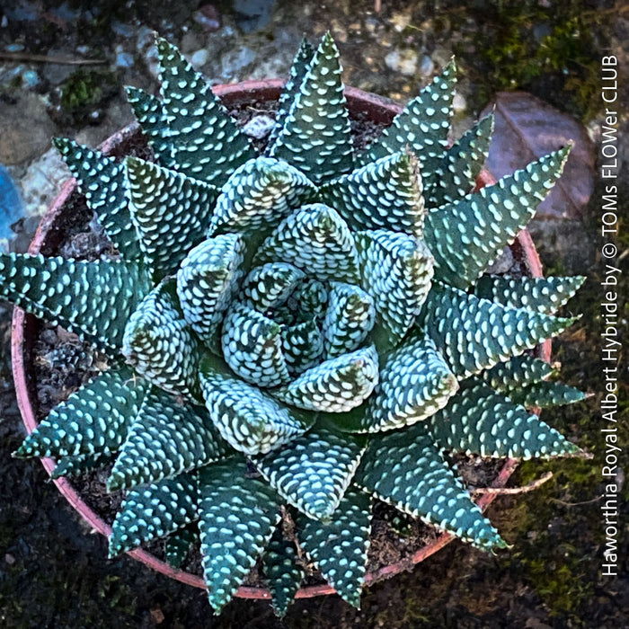 Haworthia Royal Albert Hybride, organically grown low maintenance succulent plants for sale at TOMs FLOWer CLUB.