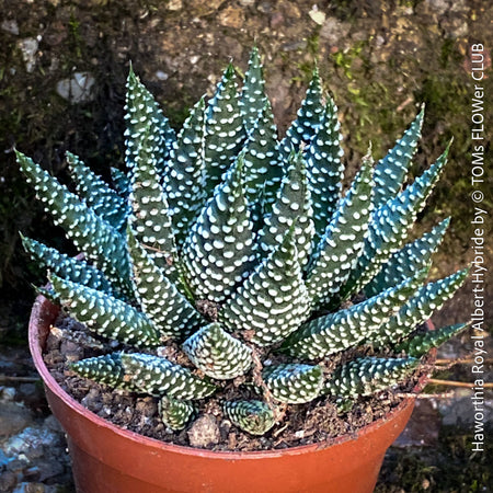 Haworthia Royal Albert Hybride, organically grown low maintenance succulent plants for sale at TOMs FLOWer CLUB.