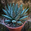 Haworthia Royal Albert Hybride, organically grown low maintenance succulent plants for sale at TOMs FLOWer CLUB.