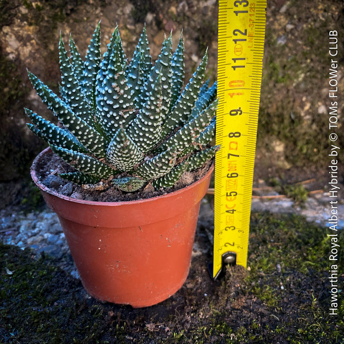 Haworthia Royal Albert Hybride, organically grown low maintenance succulent plants for sale at TOMs FLOWer CLUB.