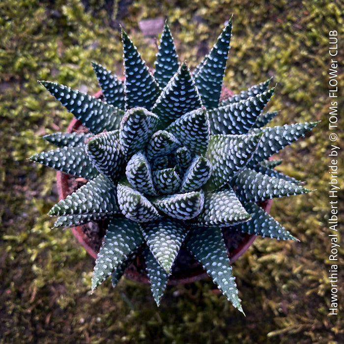 Haworthia Royal Albert Hybride, organically grown low maintenance succulent plants for sale at TOMs FLOWer CLUB.