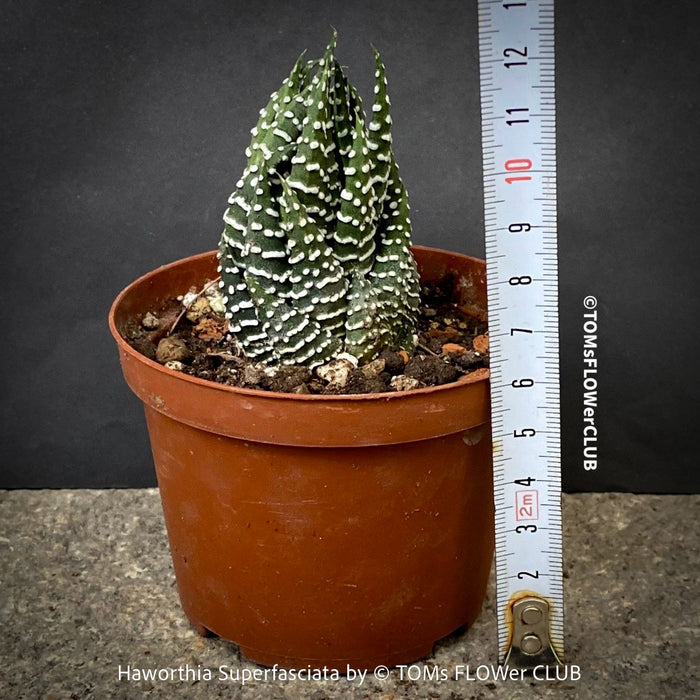 Haworthia Superfasciata, organically grown succulent plants for sale at TOMs FLOWer CLUB.