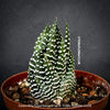 Haworthia Superfasciata, organically grown succulent plants for sale at TOMs FLOWer CLUB.