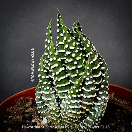 Haworthia Superfasciata, organically grown succulent plants for sale at TOMs FLOWer CLUB.