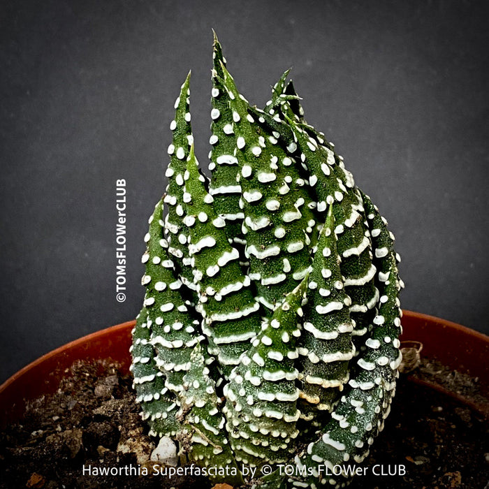 Haworthia Superfasciata, organically grown succulent plants for sale at TOMs FLOWer CLUB.