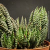 Haworthia Superfasciata, organically grown succulent plants for sale at TOMs FLOWer CLUB.