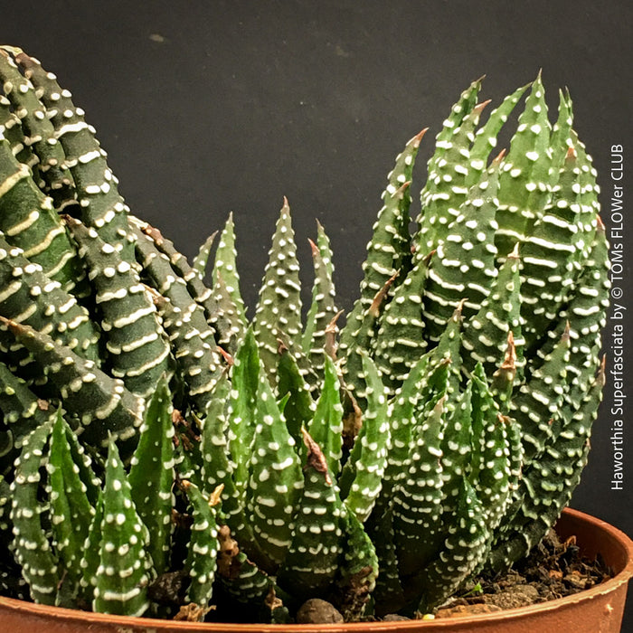 Haworthia Superfasciata, organically grown succulent plants for sale at TOMs FLOWer CLUB.