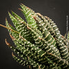 Haworthia Superfasciata, organically grown succulent plants for sale at TOMs FLOWer CLUB.