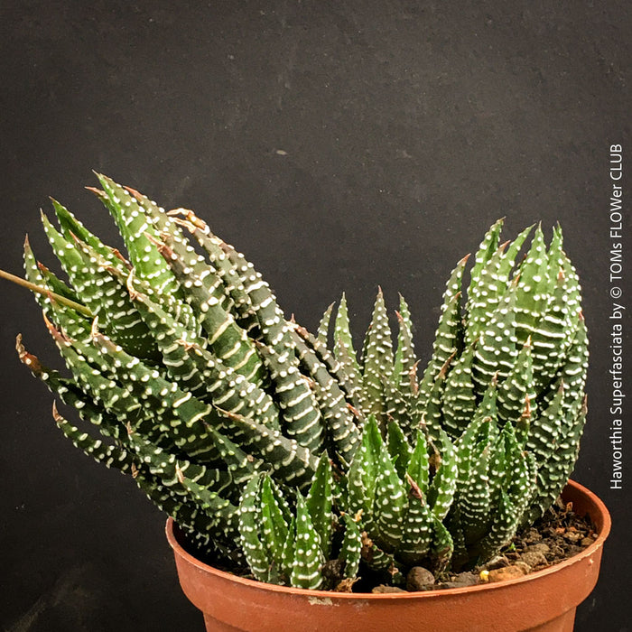 Haworthia Superfasciata, organically grown succulent plants for sale at TOMs FLOWer CLUB.