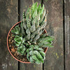 Haworthia Superfasciata, organically grown succulent plants for sale at TOMs FLOWer CLUB.