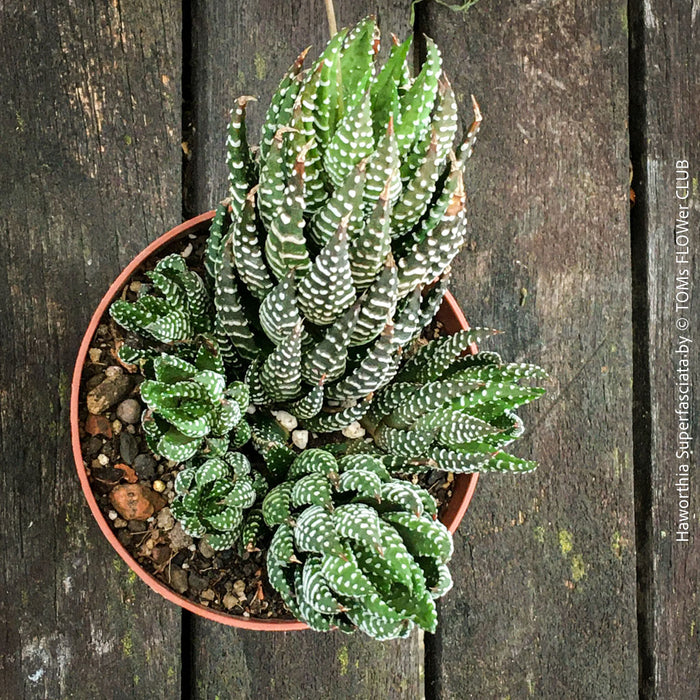 Haworthia Superfasciata, organically grown succulent plants for sale at TOMs FLOWer CLUB.