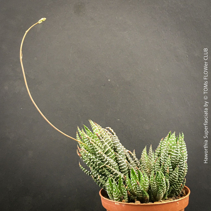 Haworthia Superfasciata, organically grown succulent plants for sale at TOMs FLOWer CLUB.