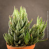 Haworthia Superfasciata, organically grown succulent plants for sale at TOMs FLOWer CLUB.