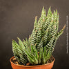 Haworthia Superfasciata, organically grown succulent plants for sale at TOMs FLOWer CLUB.