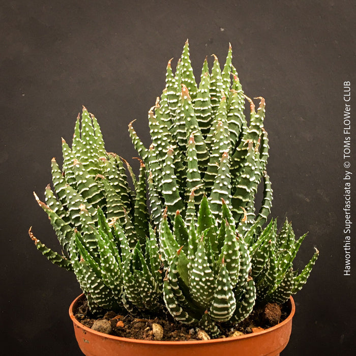Haworthia Superfasciata, organically grown succulent plants for sale at TOMs FLOWer CLUB.