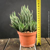 Haworthia Superfasciata, organically grown succulent plants for sale at TOMs FLOWer CLUB.