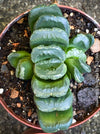 Haworthia truncata horse’s teeth succulent rare geometric window plant for sale at TOMs FLOWer CLUB