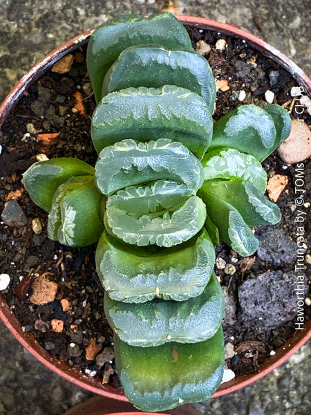 Haworthia truncata horse’s teeth succulent rare geometric window plant for sale at TOMs FLOWer CLUB
