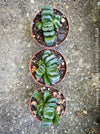 rare Haworthia truncata succulent symmetrical leaves indoor plant for sale at TOMs FLOWer CLUB
