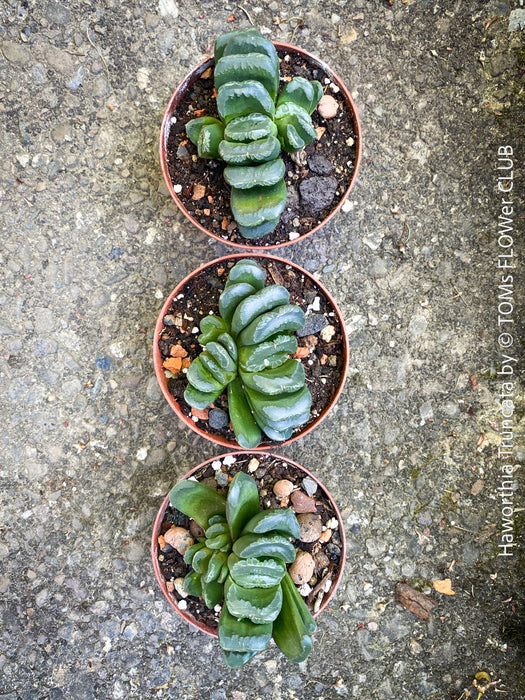 rare Haworthia truncata succulent symmetrical leaves indoor plant for sale at TOMs FLOWer CLUB