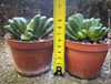 Haworthia truncata horse teeth plant compact indoor succulent for sale at TOMs FLOWer CLUB