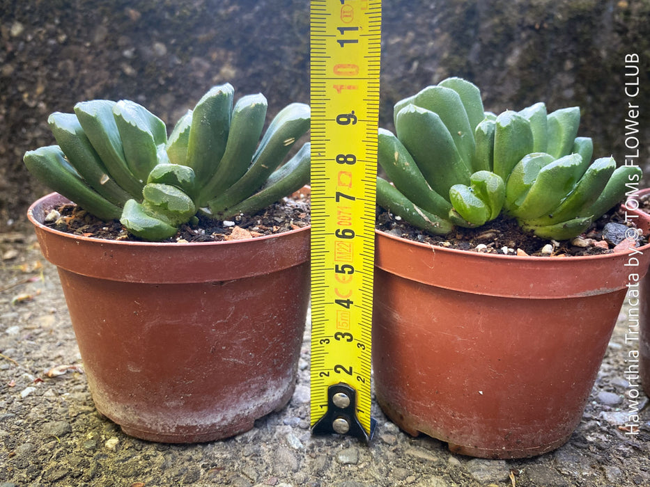 Haworthia truncata horse teeth plant compact indoor succulent for sale at TOMs FLOWer CLUB