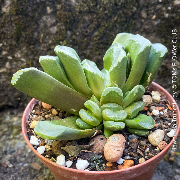 Haworthia truncata window succulent grey green leaves collector plant for sale at TOMs FLOWer CLUB