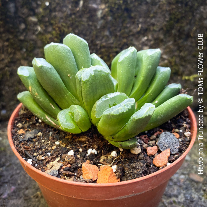 Haworthia truncata geometric succulent plant modern decor for sale at TOMs FLOWer CLUB