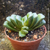 Haworthia truncata close-up window leaf succulent translucent tips for sale at TOMs FLOWer CLUB