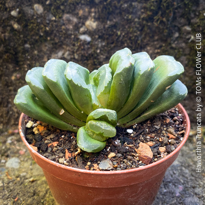 Haworthia truncata close-up window leaf succulent translucent tips for sale at TOMs FLOWer CLUB