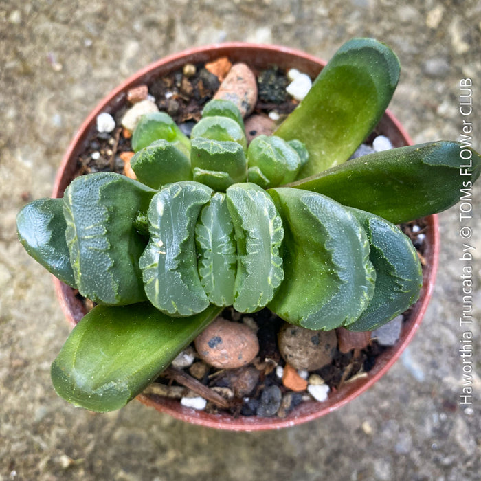 Haworthia truncata succulent cluster offsets rare indoor plant for sale at TOMs FLOWer CLUB