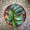 Haworthia truncata detailed leaf pattern truncated tips succulent for sale at TOMs FLOWer CLUB