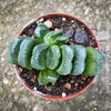 Haworthia truncata potted succulent organic substrate indoor plant for sale at TOMs FLOWer CLUB