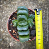 Haworthia truncata rare succulent compact drought tolerant plant for sale at TOMs FLOWer CLUB