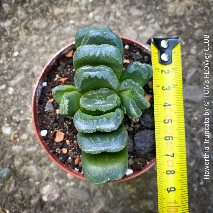 Haworthia truncata rare succulent compact drought tolerant plant for sale at TOMs FLOWer CLUB