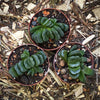Haworthia truncata indoor succulent symmetrical window leaves for sale at TOMs FLOWer CLUB