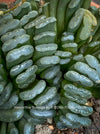 Mature Haworthia truncata rare succulent compact drought tolerant plant for sale at TOMs FLOWer CLUB