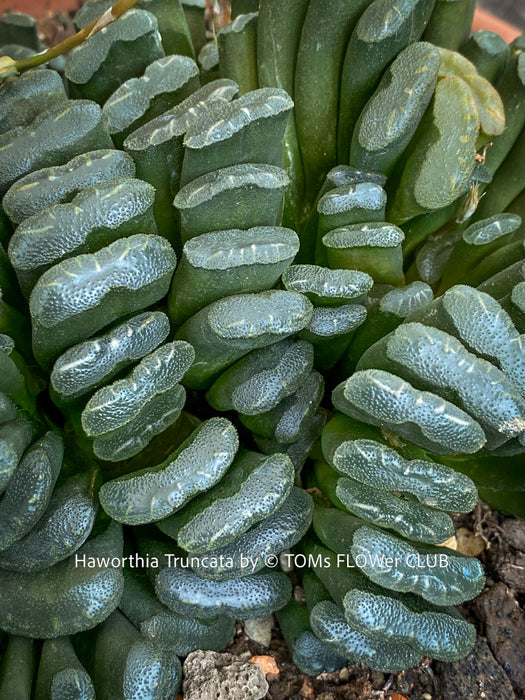 Mature Haworthia truncata rare succulent compact drought tolerant plant for sale at TOMs FLOWer CLUB