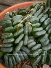 Sculptural Haworthia truncata rare succulent compact drought tolerant plant for sale at TOMs FLOWer CLUB