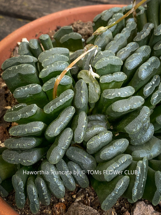Sculptural Haworthia truncata rare succulent compact drought tolerant plant for sale at TOMs FLOWer CLUB