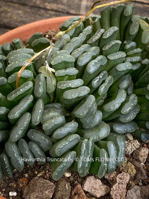 Haworthia truncata rare succulent compact drought tolerant plant for sale at TOMs FLOWer CLUB