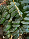 Leaf Detail of Haworthia truncata rare succulent compact drought tolerant plant for sale at TOMs FLOWer CLUB