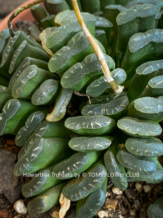 Leaf Detail of Haworthia truncata rare succulent compact drought tolerant plant for sale at TOMs FLOWer CLUB