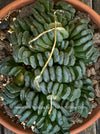Flowering Haworthia truncata rare succulent compact drought tolerant plant for sale at TOMs FLOWer CLUB