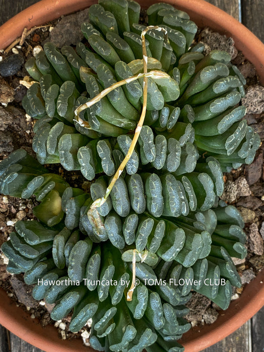 Flowering Haworthia truncata rare succulent compact drought tolerant plant for sale at TOMs FLOWer CLUB